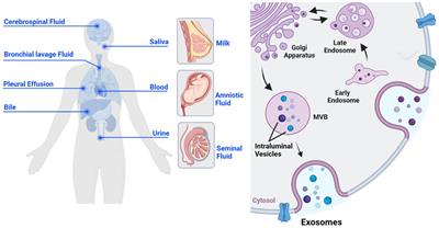 Exosome and virus infection